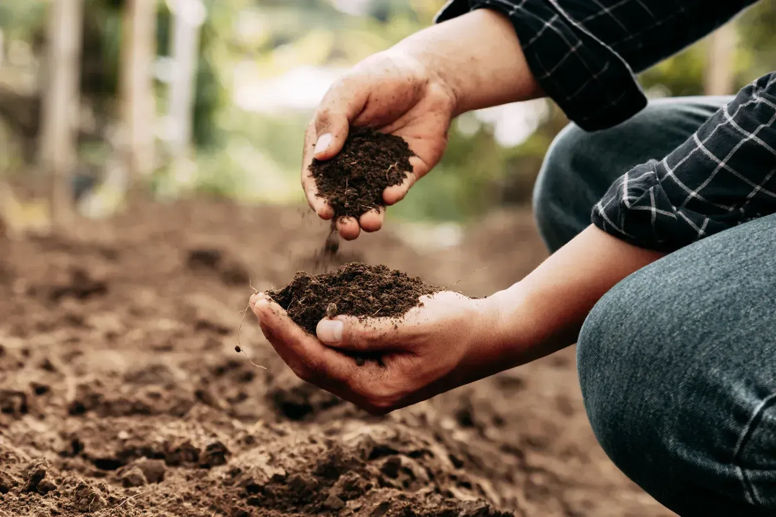 A person is holding a pile of dirt in their hands.