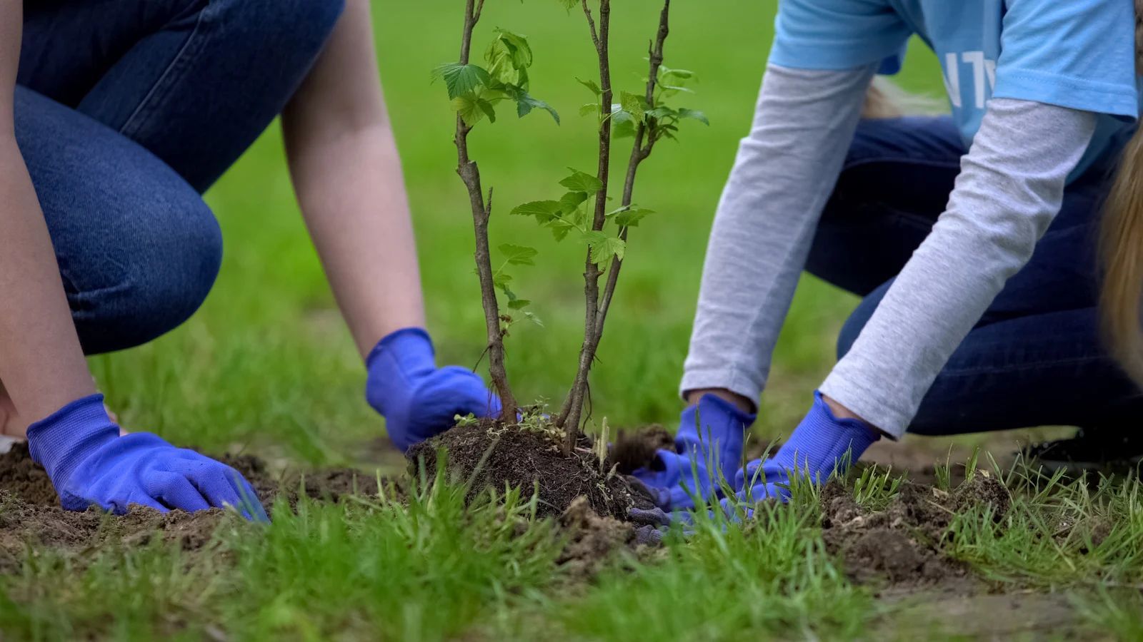 Two people in blue gloves planting a sapling in a grassy area.