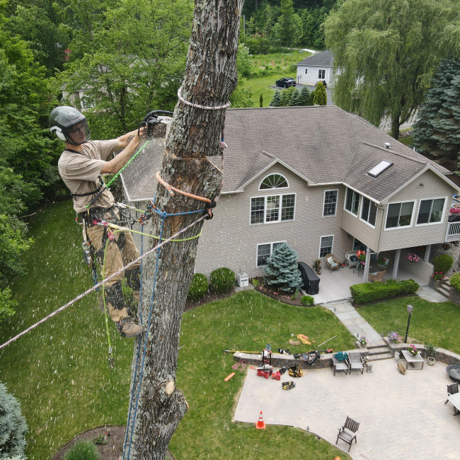 A man is climbing a tree in front of a house.