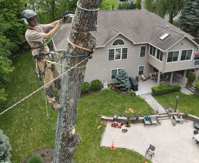 A man is climbing a tree in front of a house.
