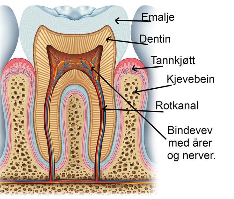 Oppbygging tann