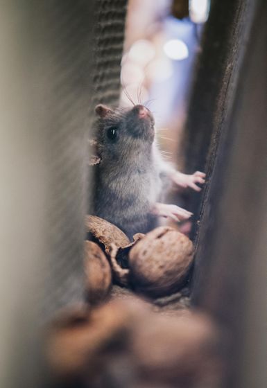 A mouse is sitting on top of a pile of nuts.