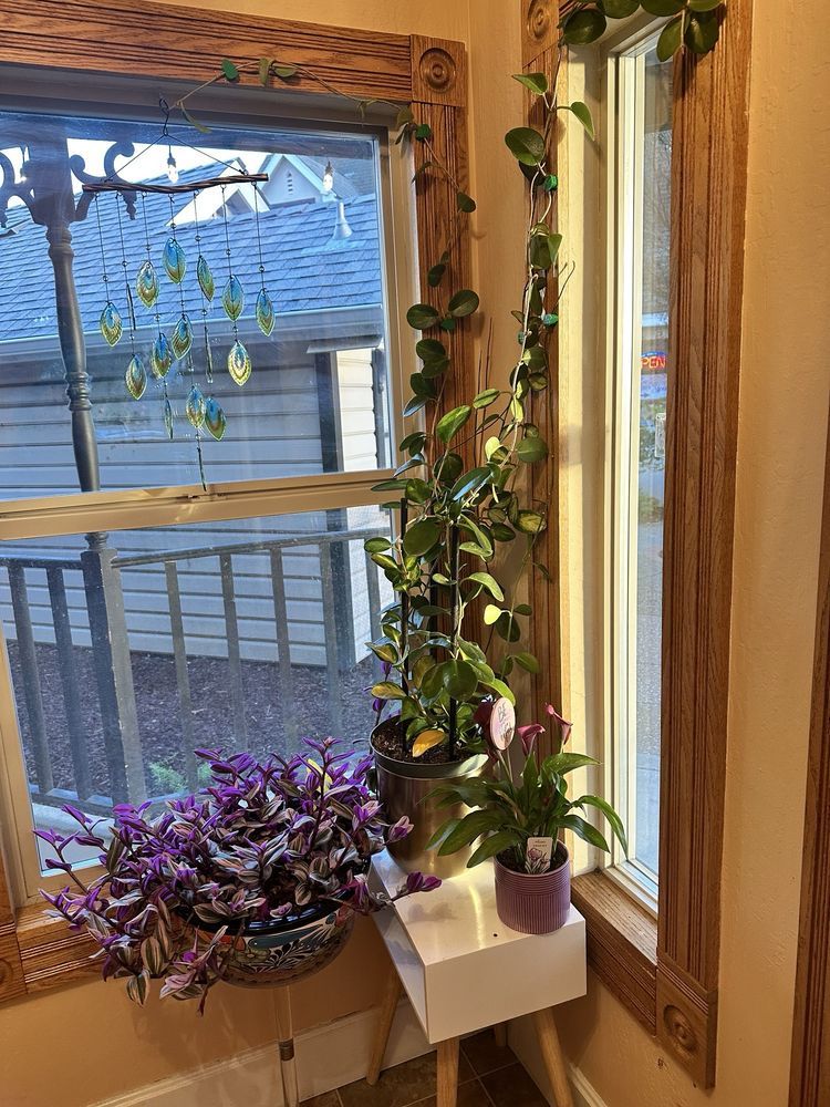 A potted plant is sitting on a table next to a window.