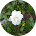 A white rose is surrounded by green leaves in a circle.