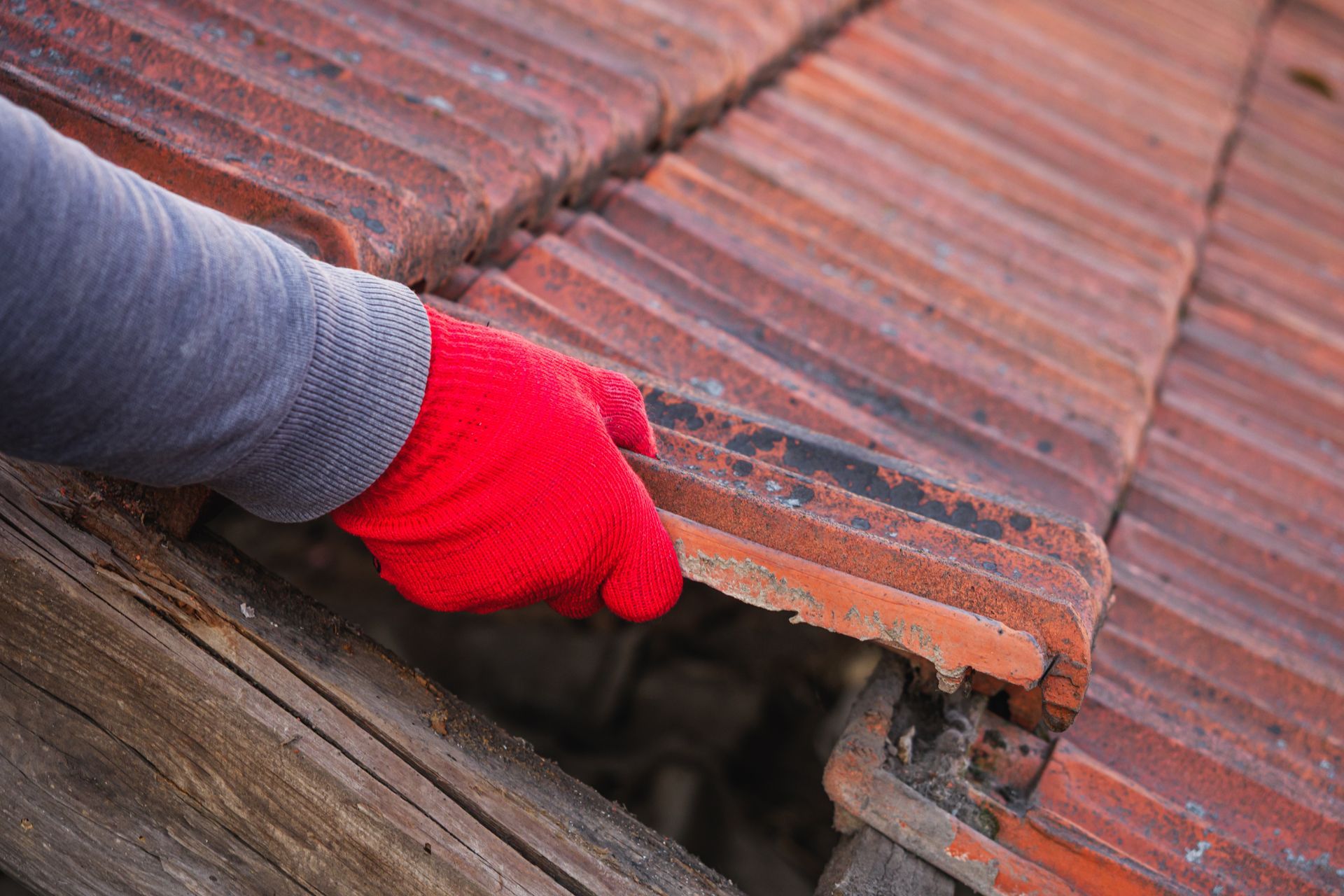 Person in red glove lifting a damaged terracotta roof tile on a wooden structure.