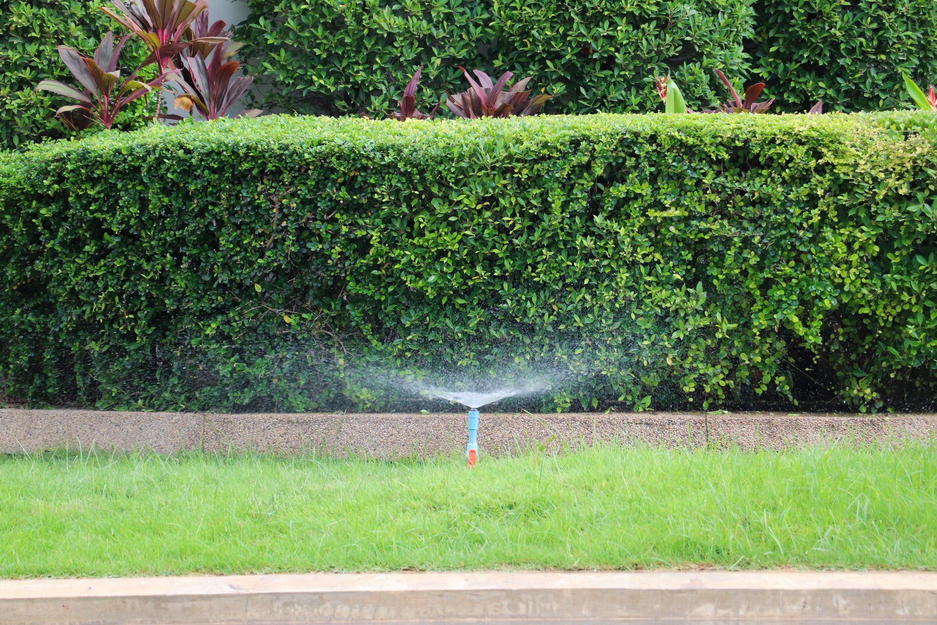 Wide hedge border separating lawn and pathway.