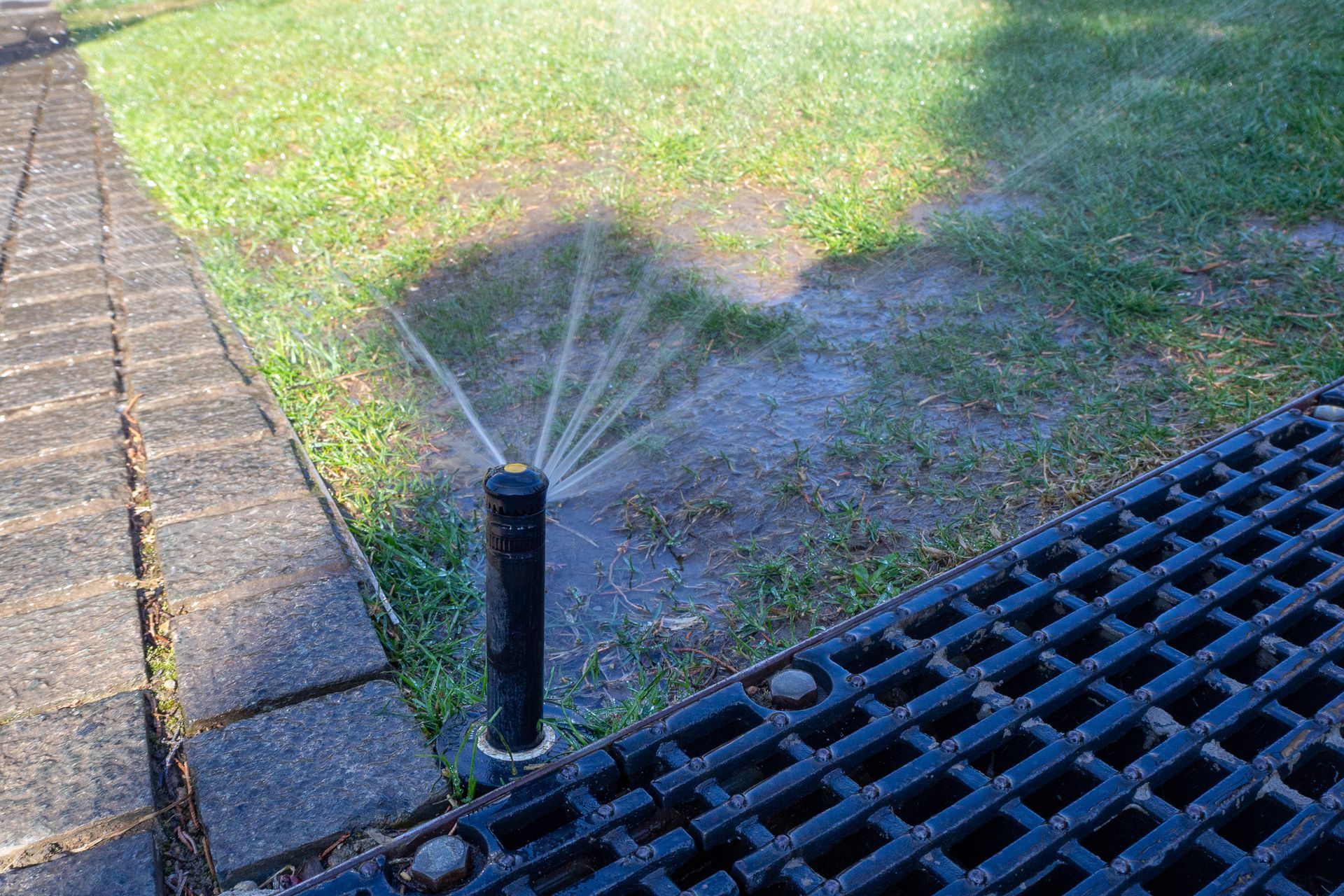 Automated sprinkler head sprays water in multiple directions on a lawn.
