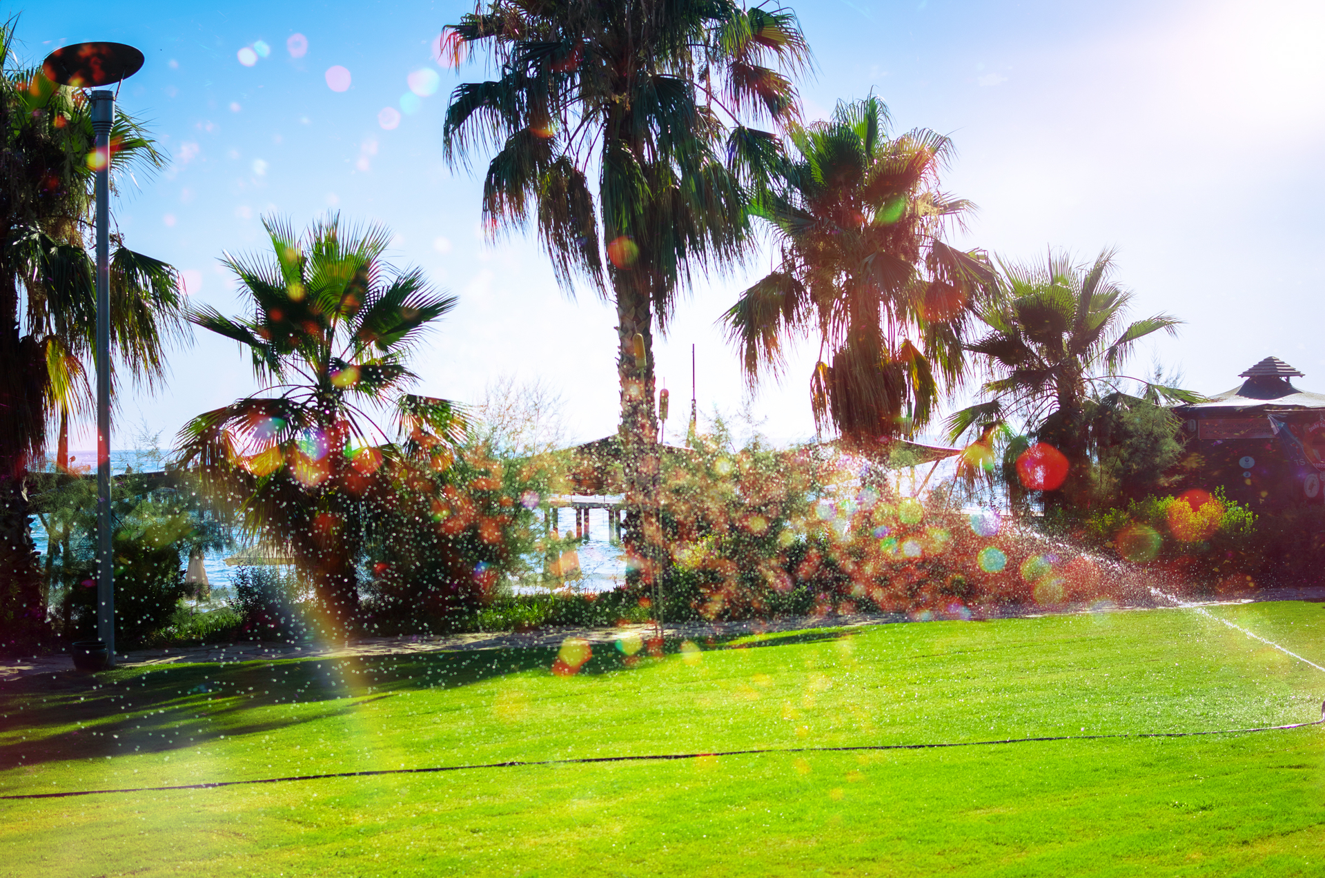A sprinkler is spraying water on a lush green field with palm trees in the background
