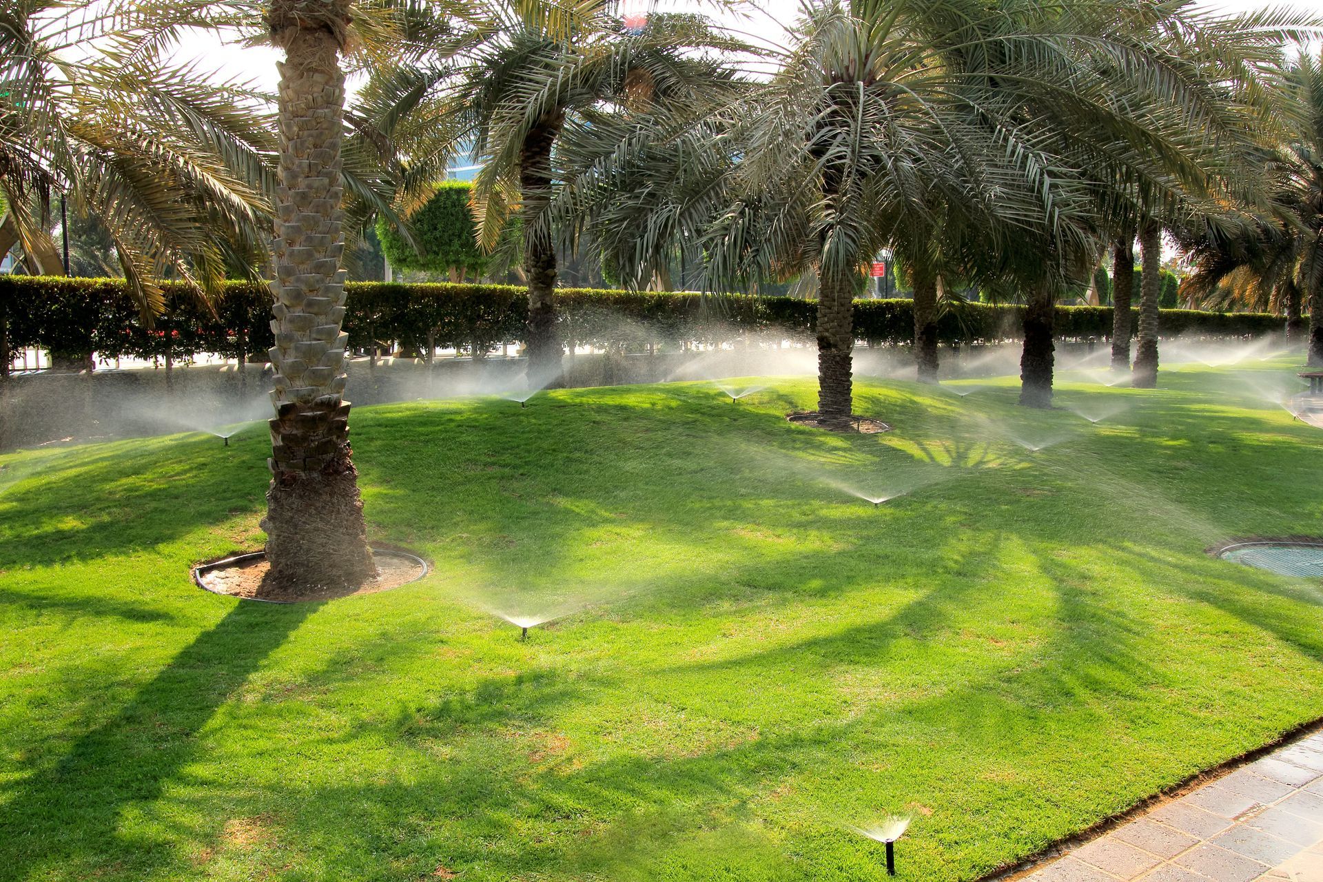 Sprinklers are spraying water on a lush green lawn surrounded by palm trees.