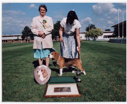 Charterwood beagles orders for