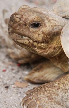 A close up of a turtle laying on the ground.