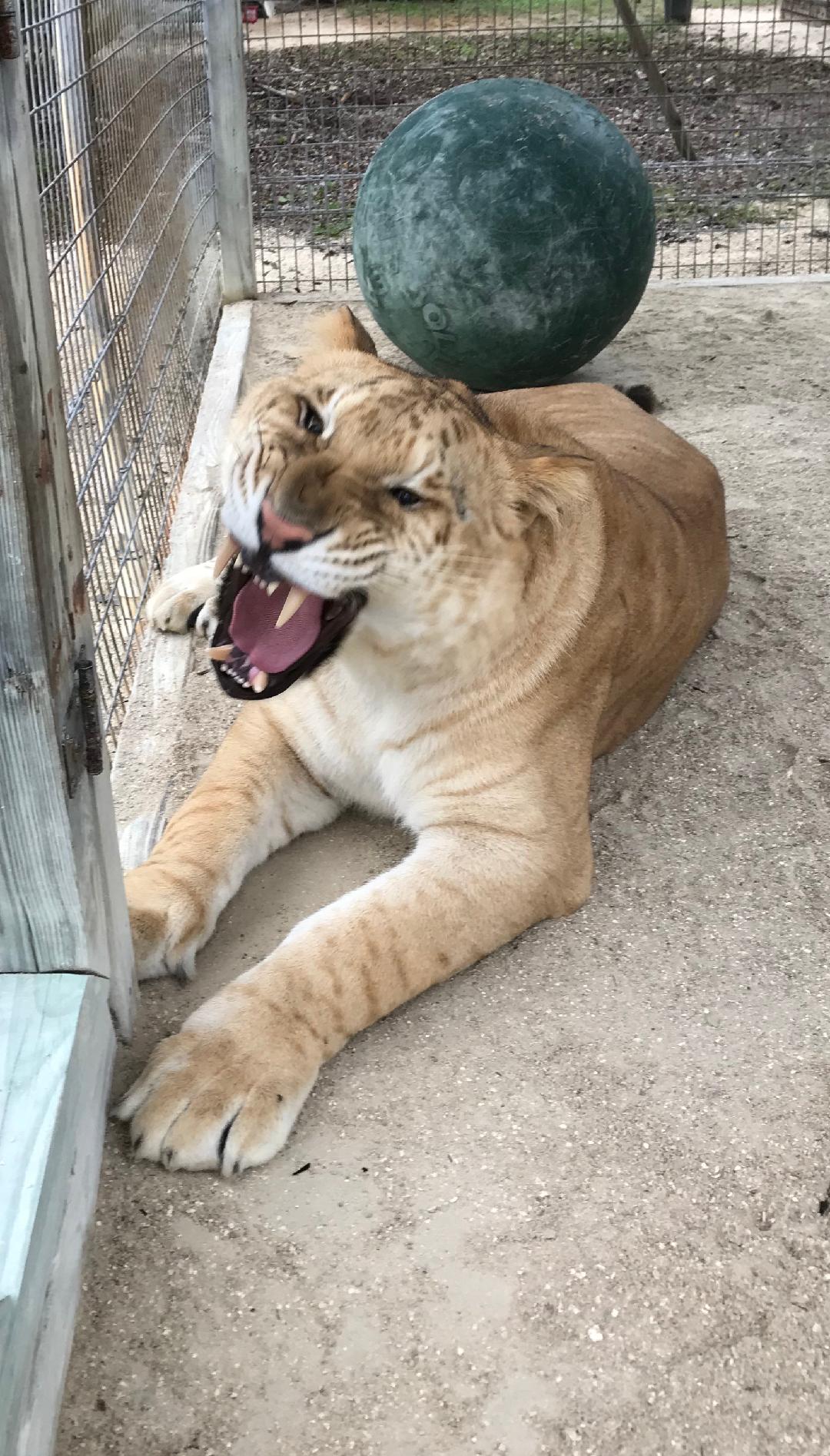 A lion is laying on the ground with a ball on its head.