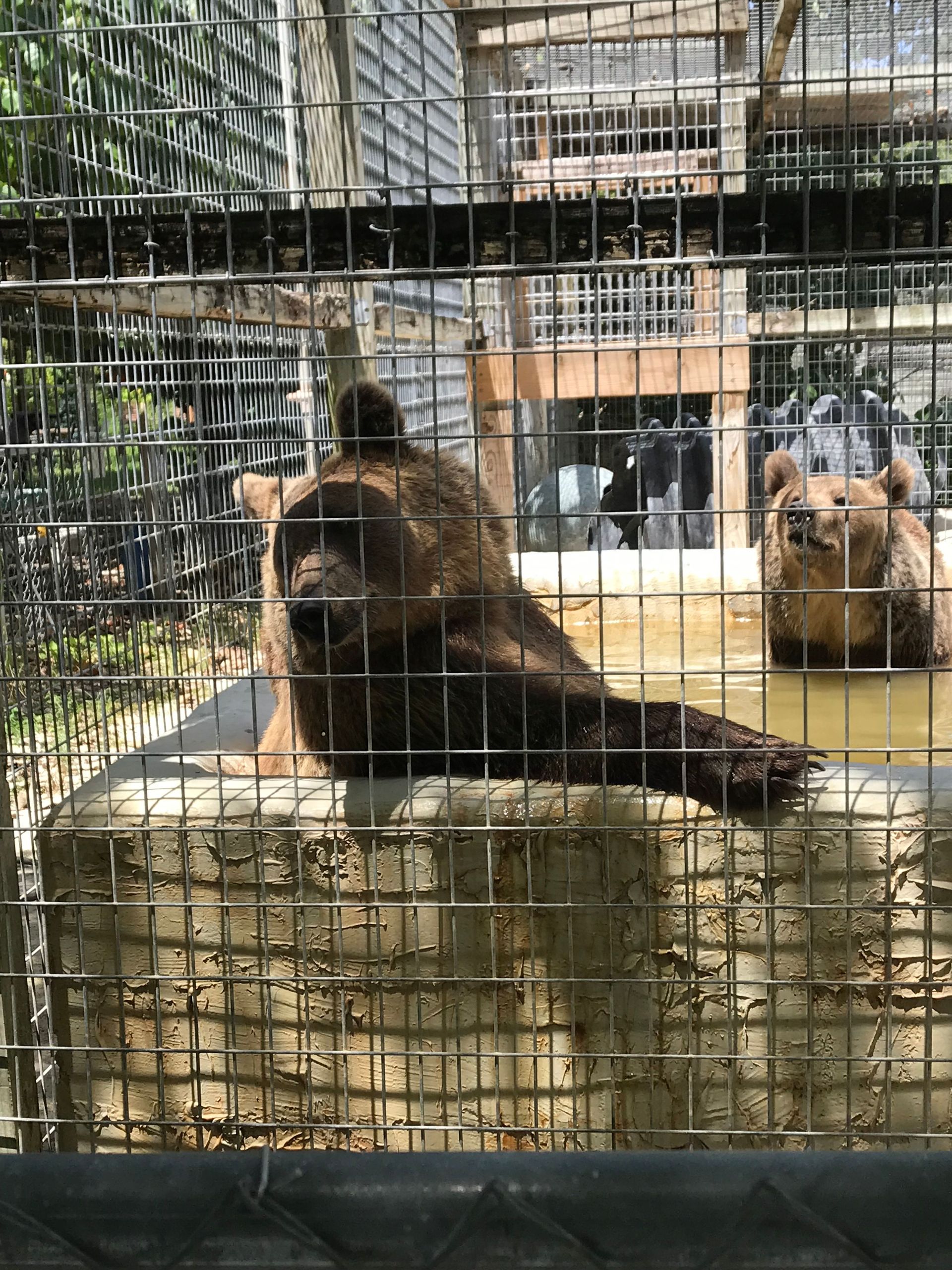 Two bears are in a cage at a zoo.