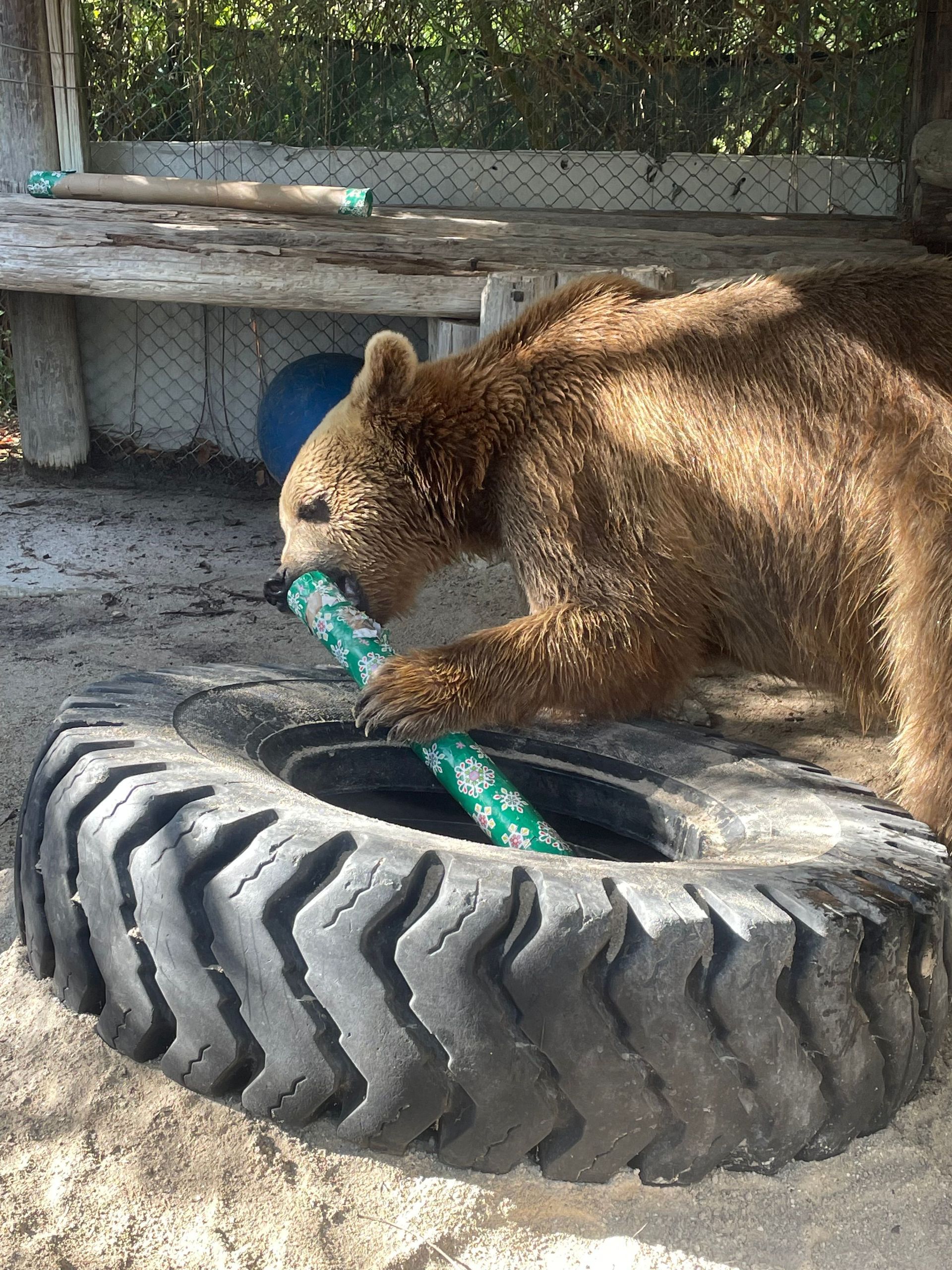 A brown bear is playing with a hula hoop in a tire.