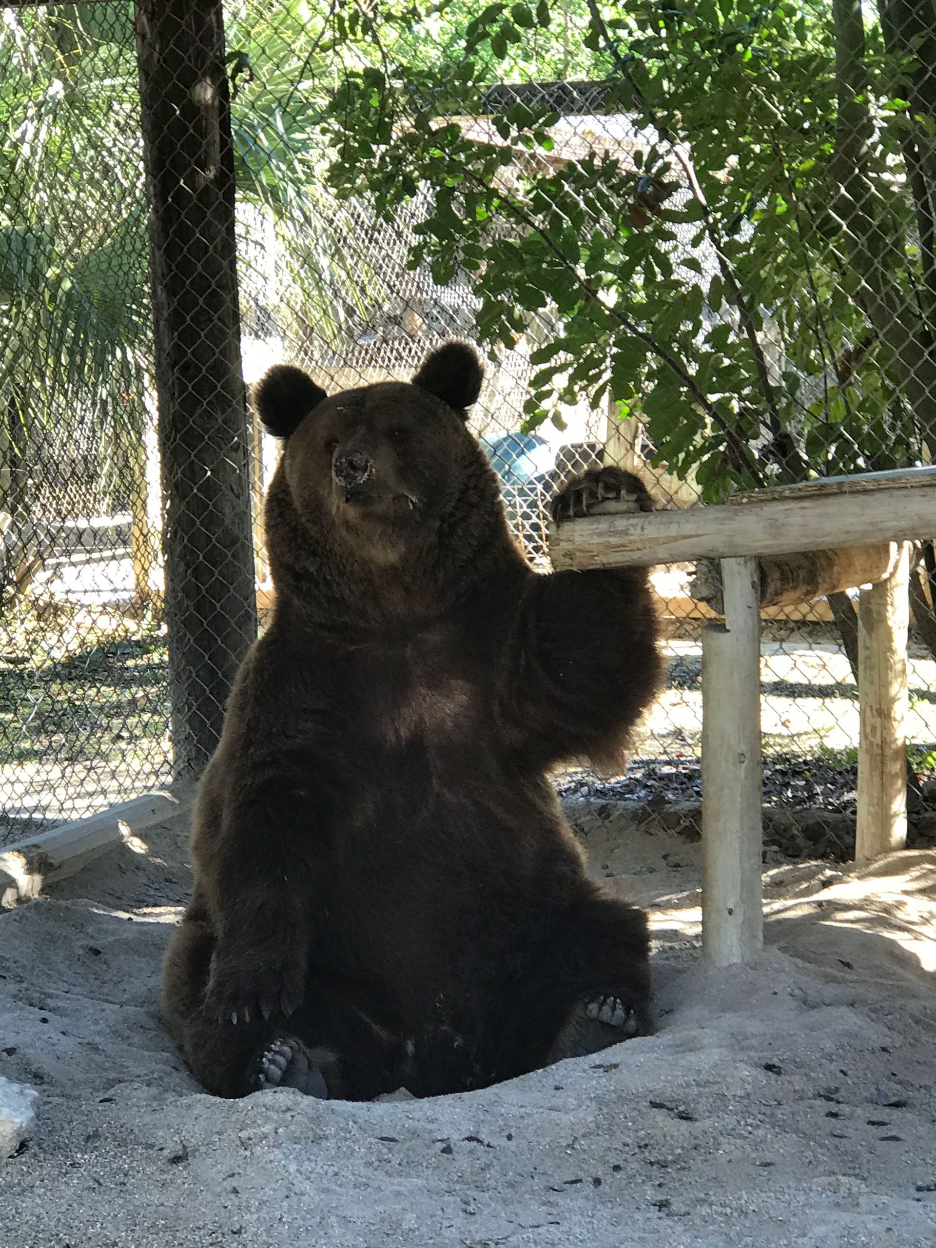 A brown bear is sitting on its hind legs in the dirt