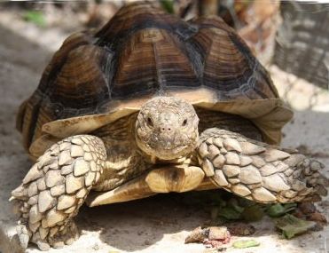 A turtle is sitting on the ground and looking at the camera
