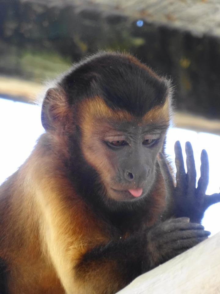 A close up of a monkey with its tongue out.