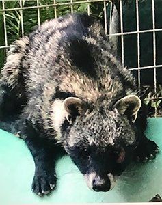 A raccoon is laying on a green surface in a cage.