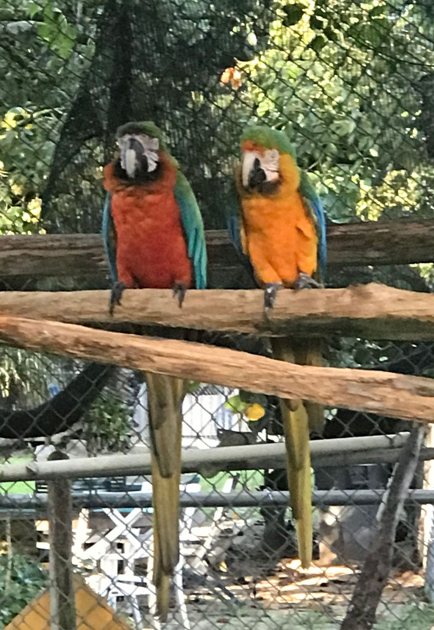 Two colorful parrots are perched on a branch in a cage.