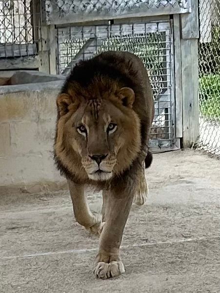 A lion is walking in a cage and looking at the camera.