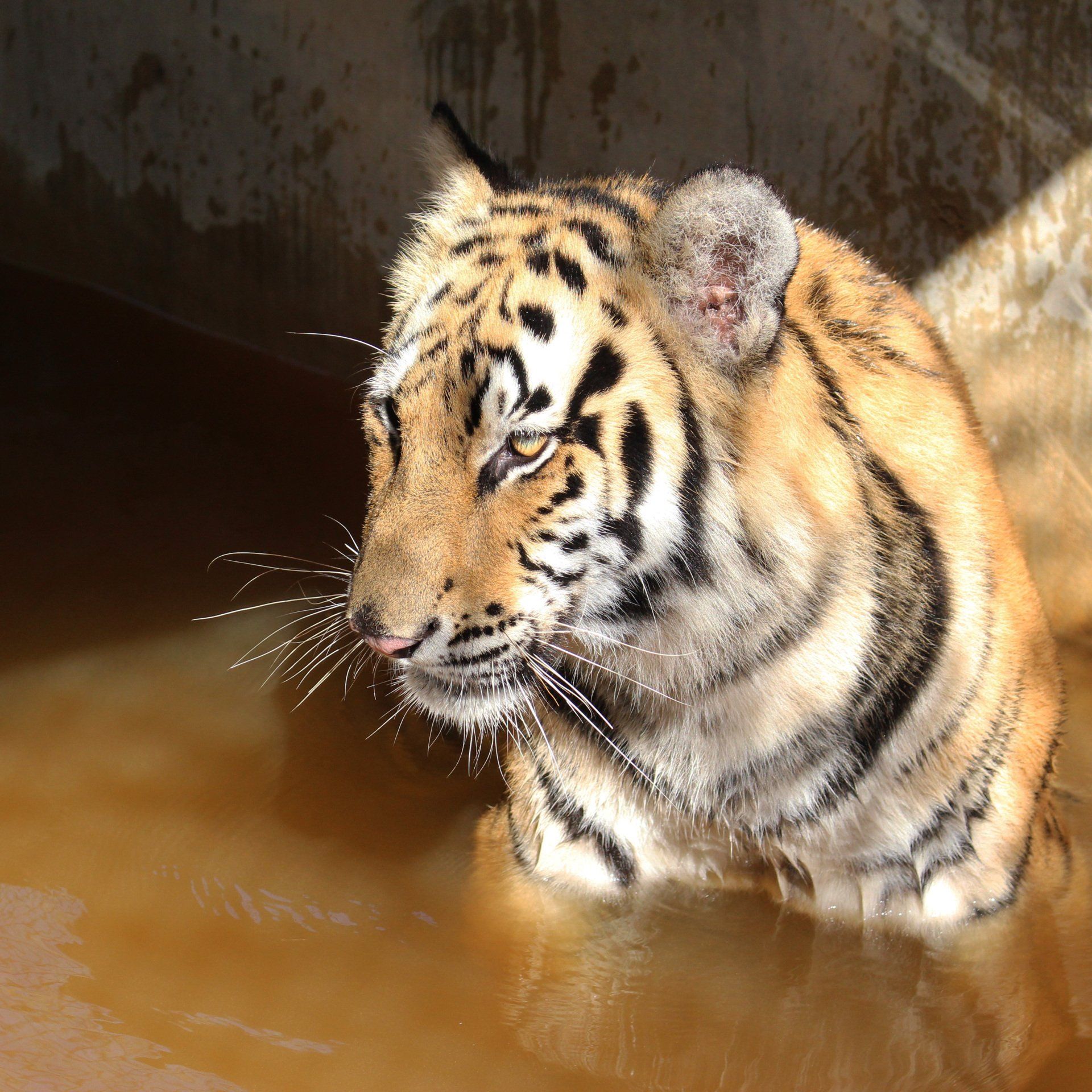 A close up of a tiger in the water