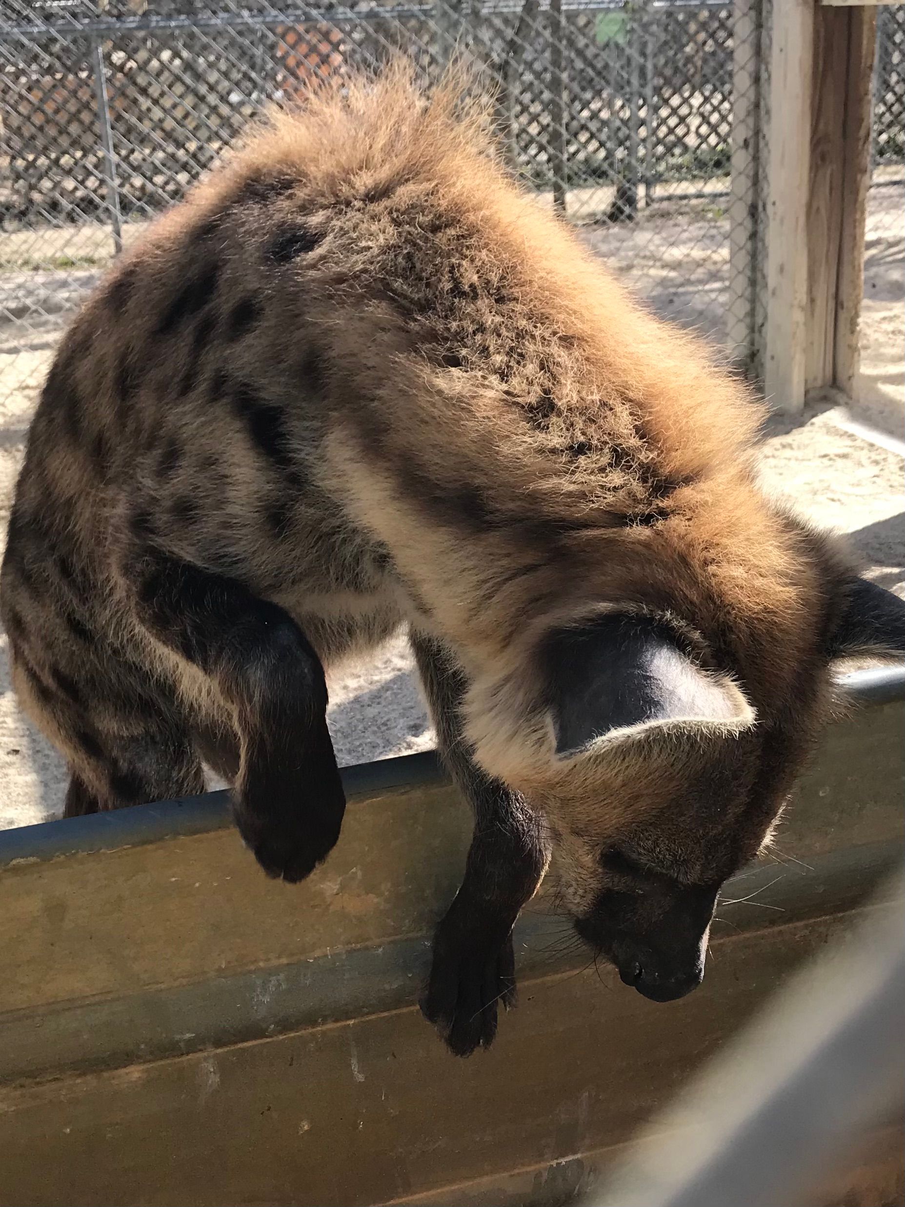 A close up of a hyena standing on its hind legs in a cage.