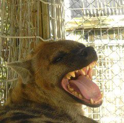 A close up of a hyena with its mouth open in a cage.