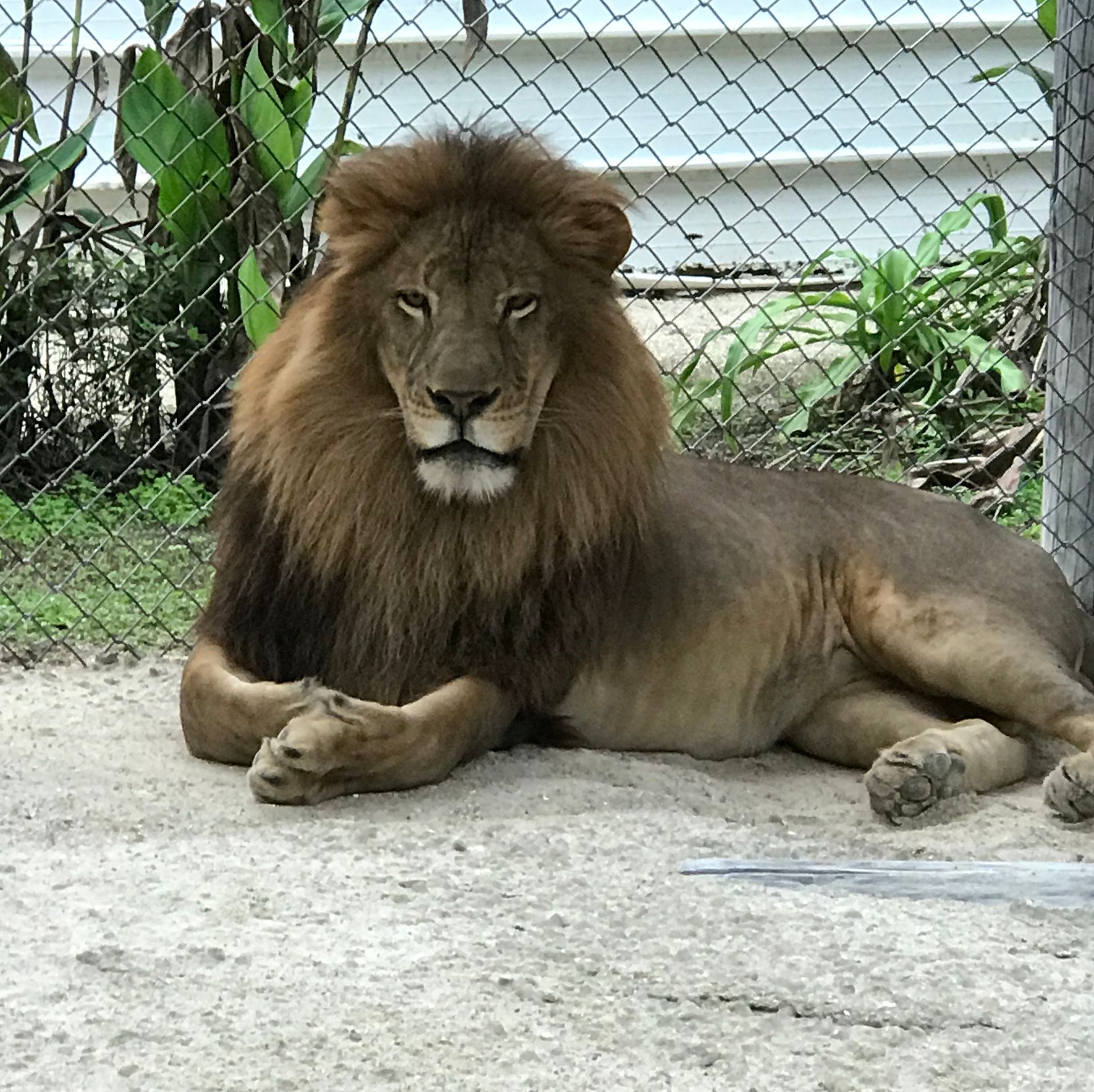 A lion laying on the ground in front of a chain link fence