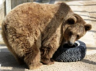 A brown bear is playing with a tire on the ground.