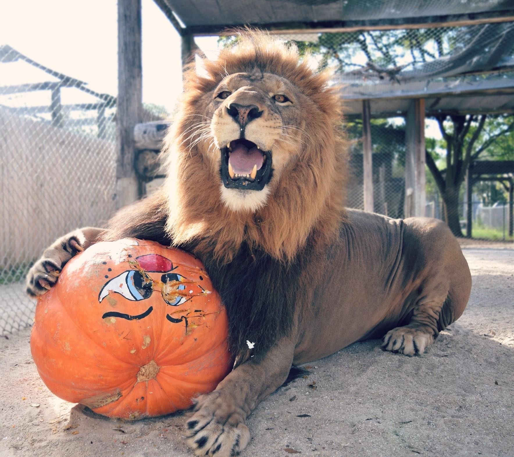 A lion laying next to an orange pumpkin with a face painted on it