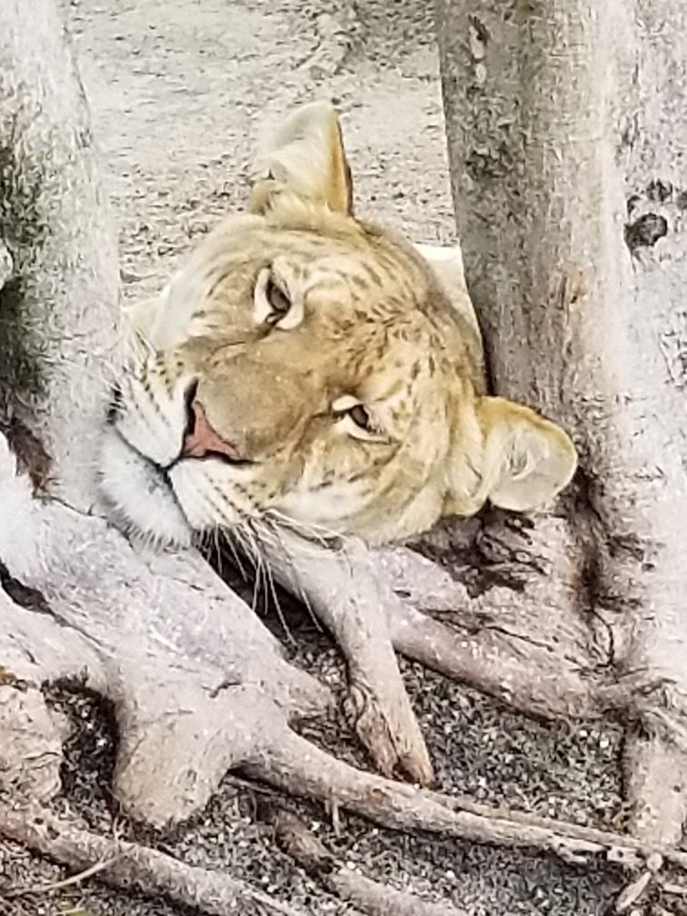 A close up of a lion laying under a tree.