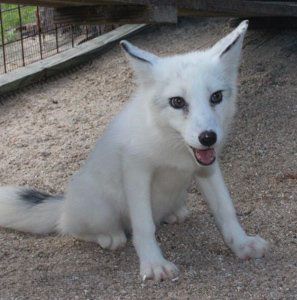A white fox puppy is sitting on the ground and looking at the camera.