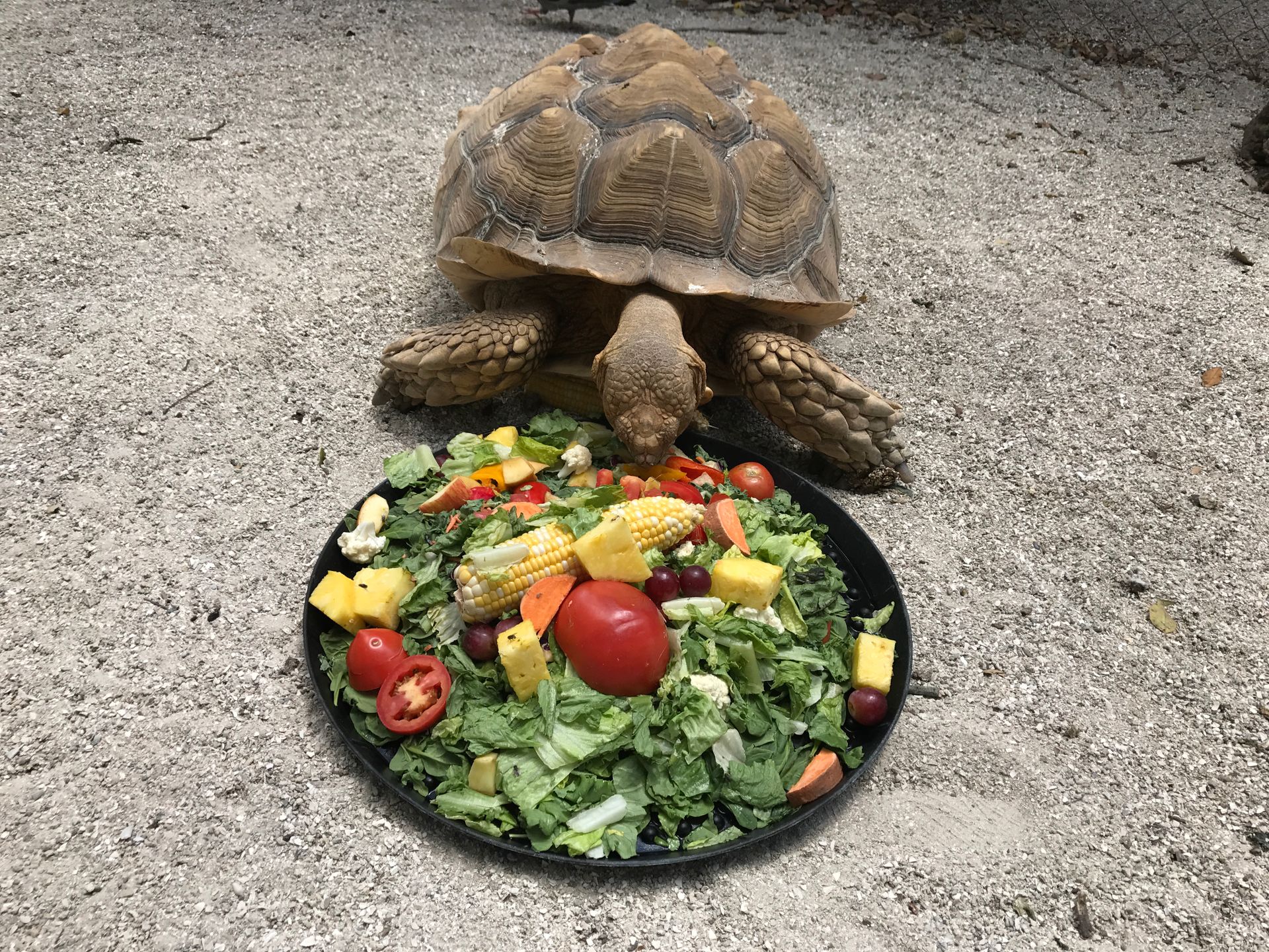 A turtle is eating a salad from a plate on the ground.