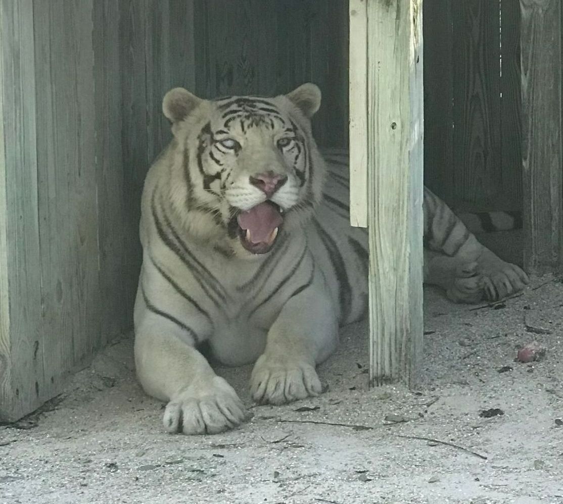 A white tiger laying on the ground with its mouth open