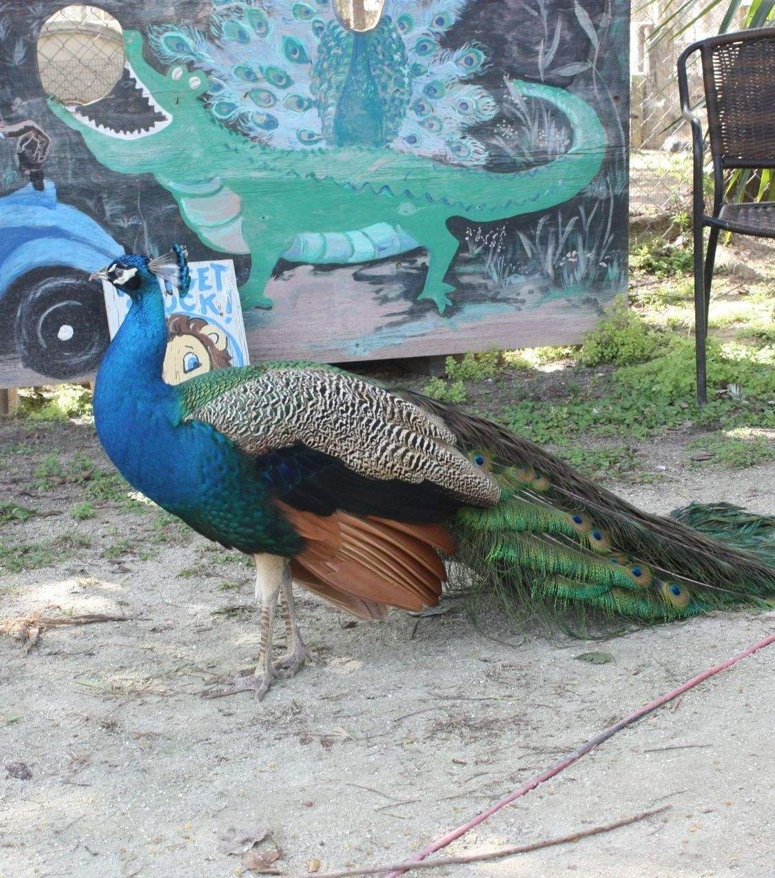 A peacock is standing in front of a sign that says 