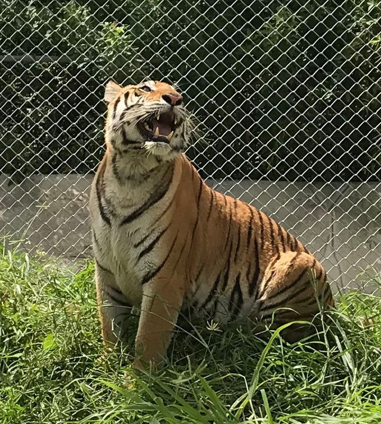 A tiger is sitting in the grass behind a chain link fence.
