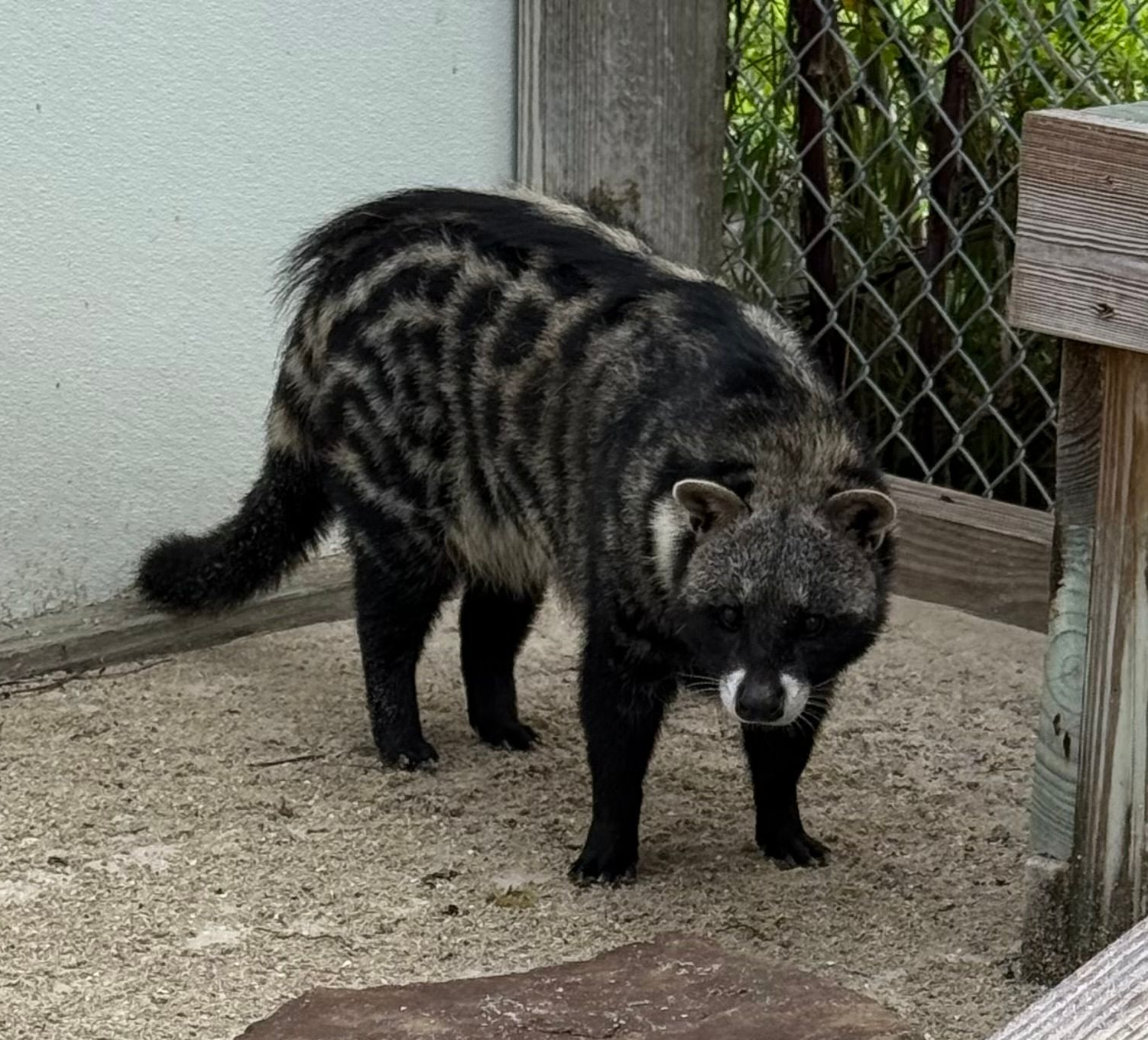 A raccoon is laying on a green surface in a cage.