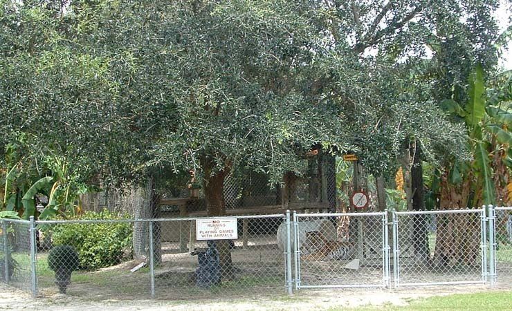 A chain link fence surrounds a tree in a park