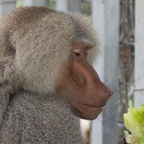 A baboon with a large nose is eating broccoli.