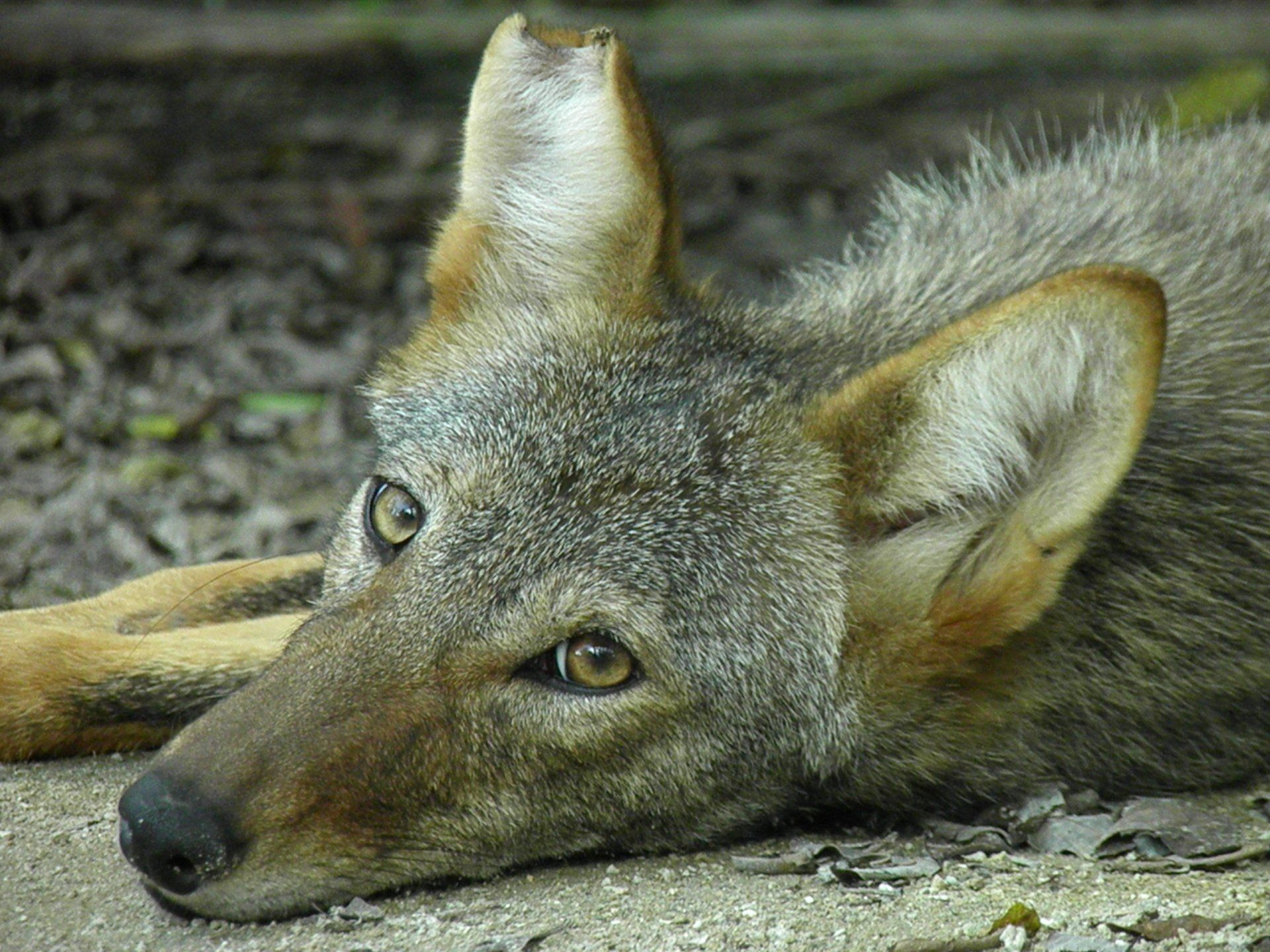 A close up of a coyote laying on the ground