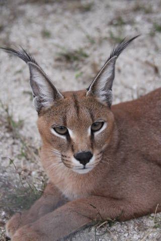 A caracal cat is laying down on the ground and looking at the camera.