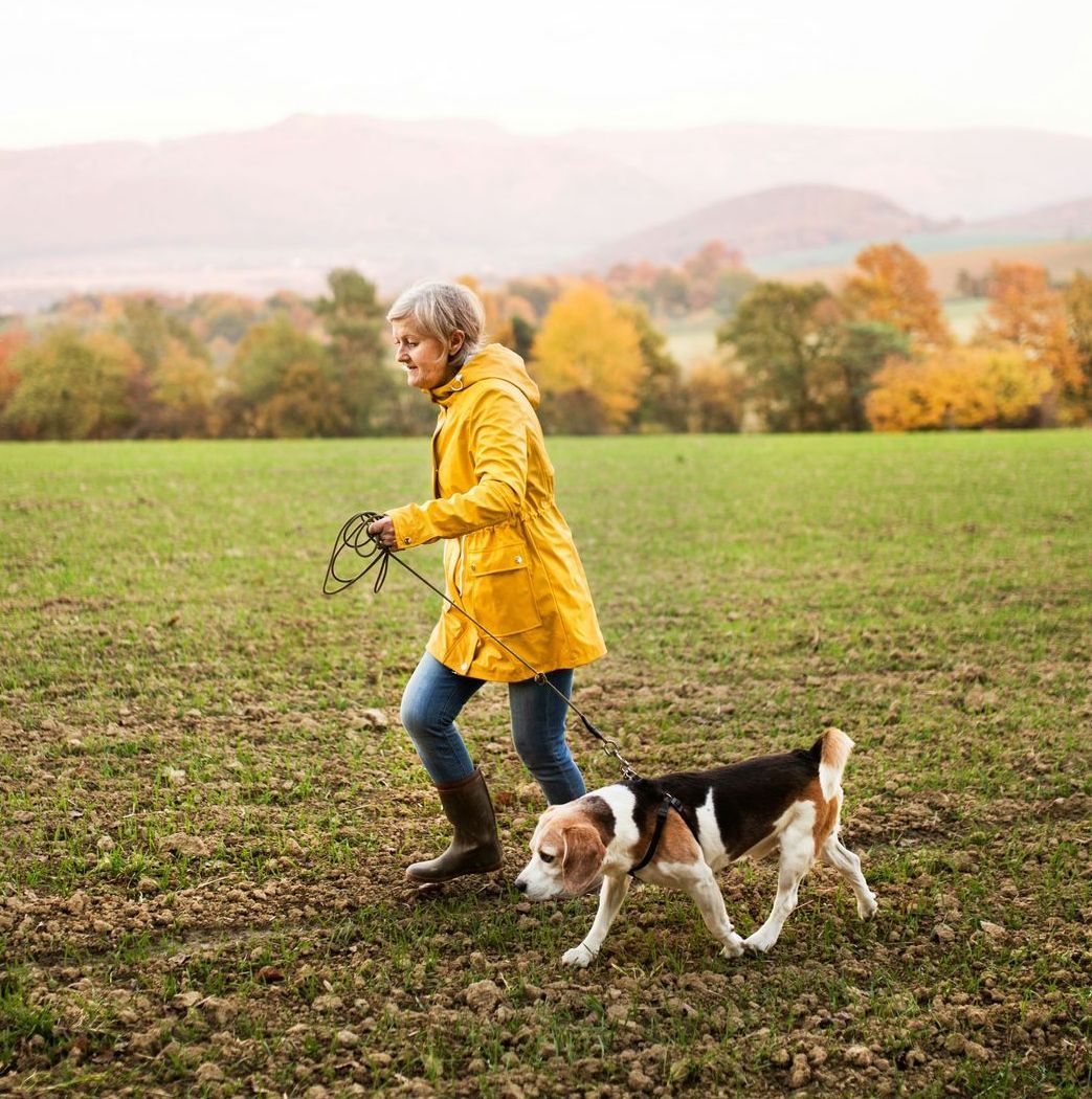 A woman is walking a beagle dog on a leash in a field.