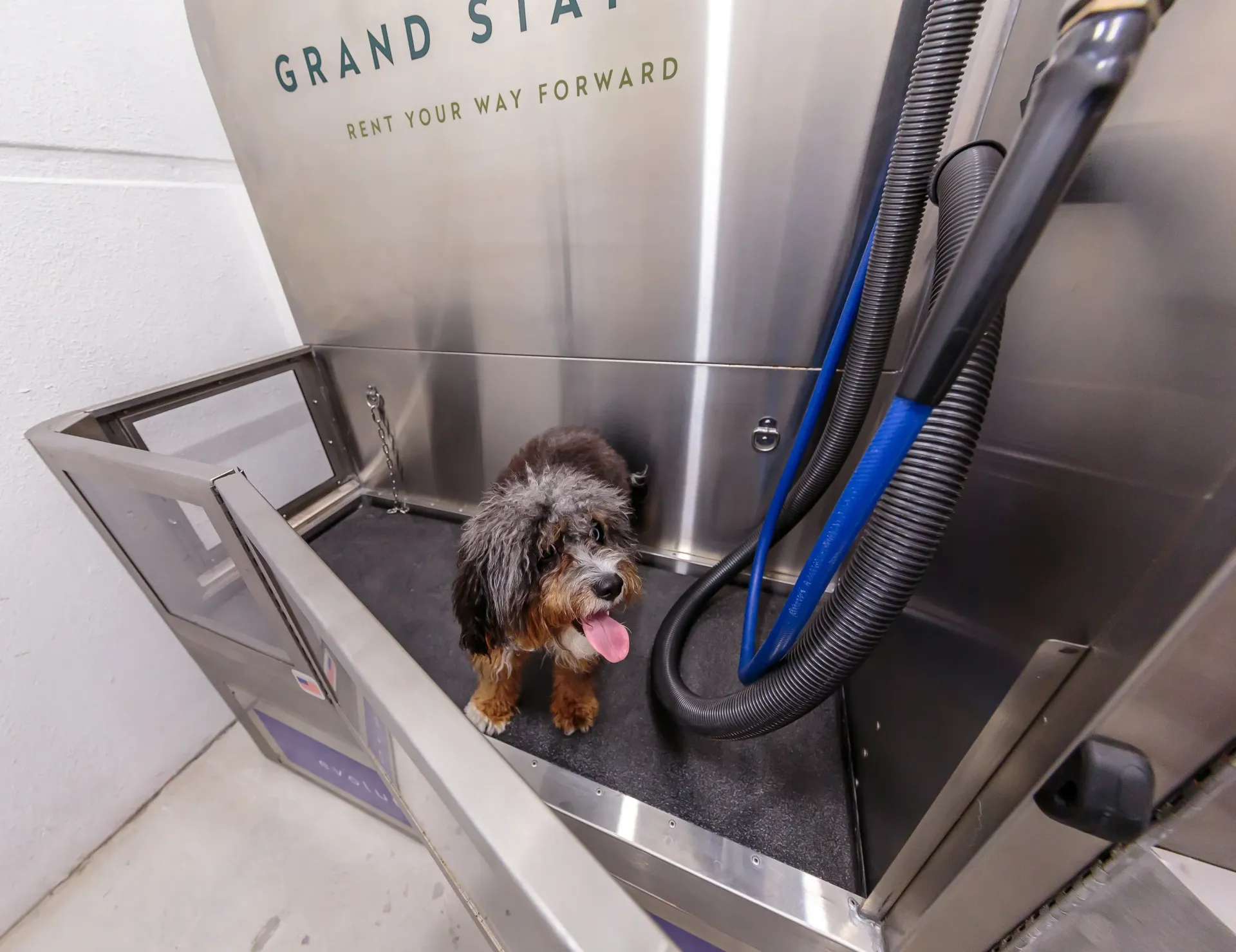 Small dog in a stainless-steel pet washing station with hoses.