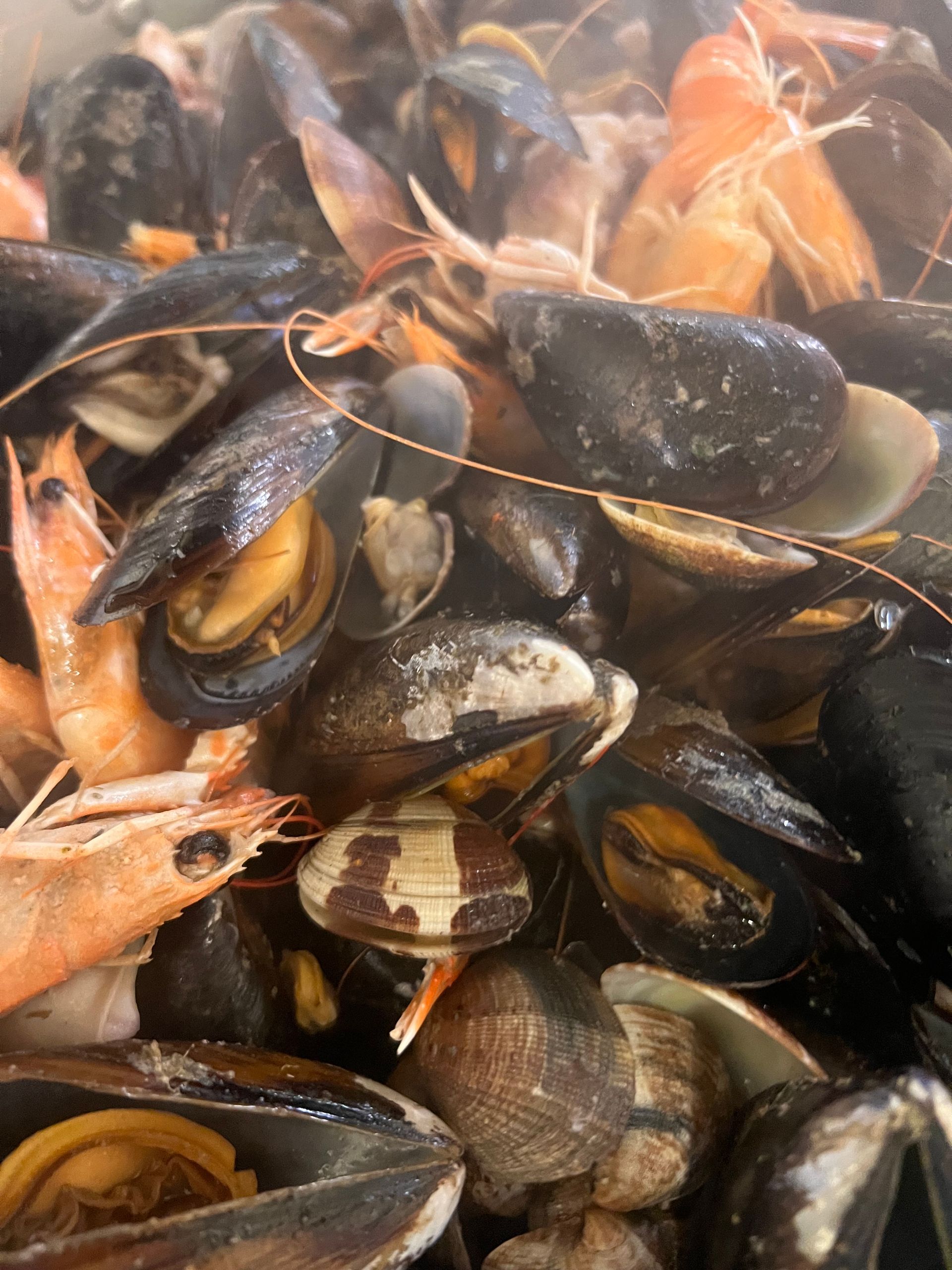 Cozze, gamberi e vongole al vapore in una pentola, vista ravvicinata.