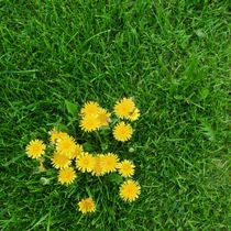 Yellow Dandelions And Green Grass — East Hazel Crest, IL — Andrew McCann Lawn Sprinkler Company