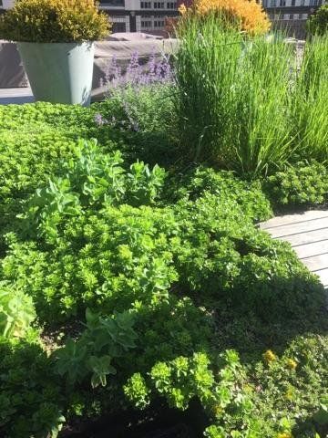 Lawn Grass — East Hazel Crest, IL — Andrew McCann Lawn Sprinkler Company