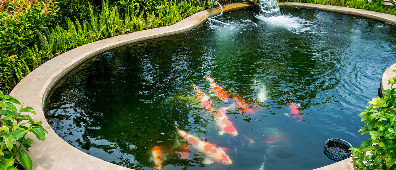 beautiful fishes swimming in a koi pond
