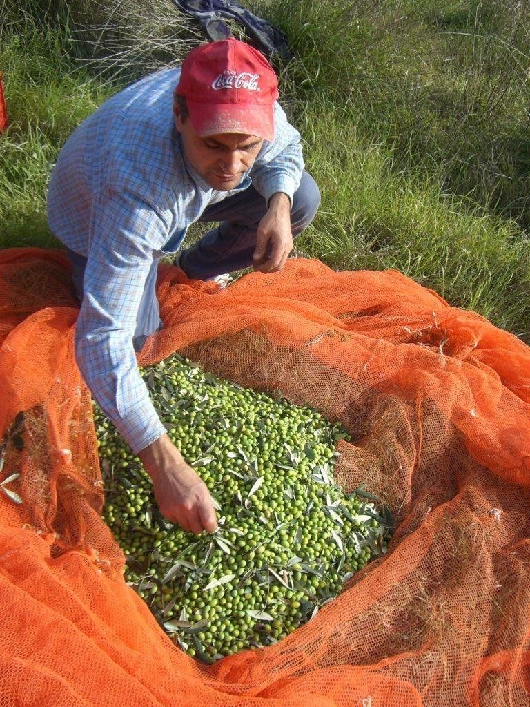 Un uomo con un cappello rosso sta raccogliendo le olive da una rete arancione
