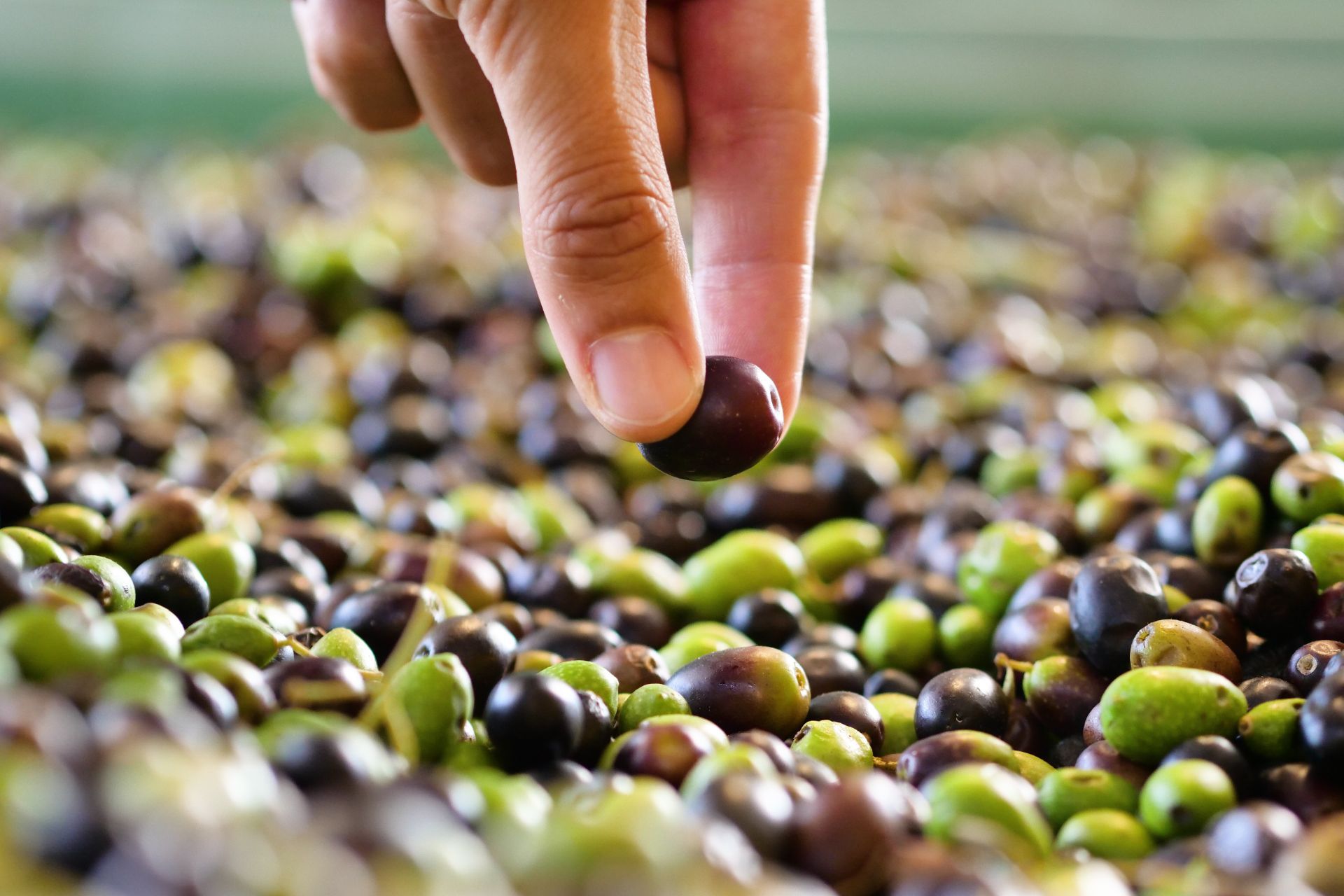 Una persona sta raccogliendo un'oliva da un mucchio di olive.