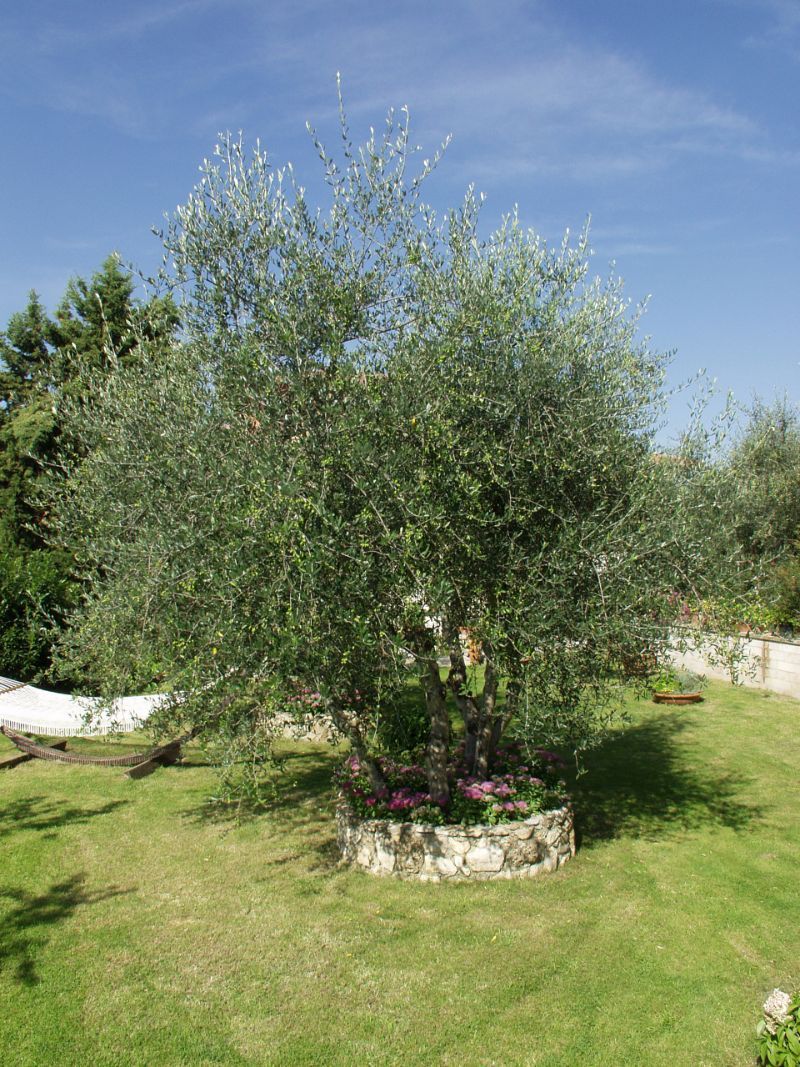 C'è un grande albero in mezzo a un lussureggiante campo verde.